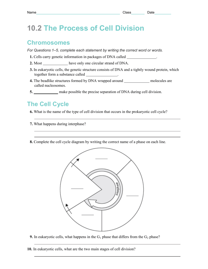 10 2 The Process Of Cell Division Chromosomes