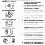 46 Cell Division Worksheet Answers Chessmuseum Template Library