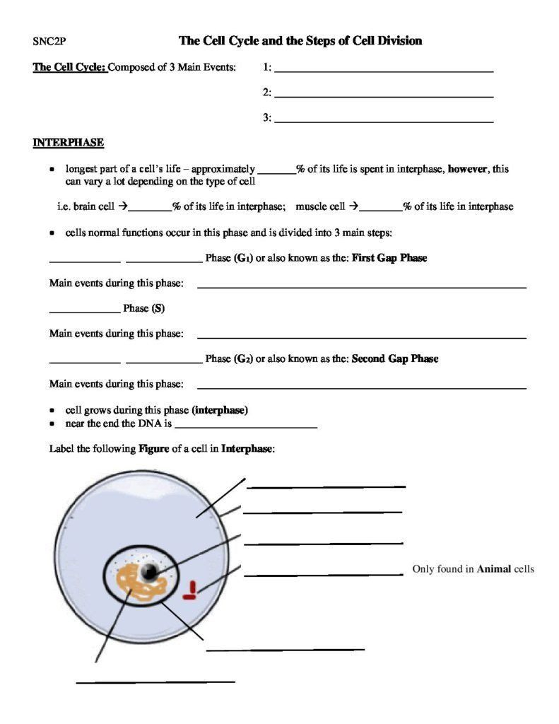 Cell Cycle And Mitosis Worksheet