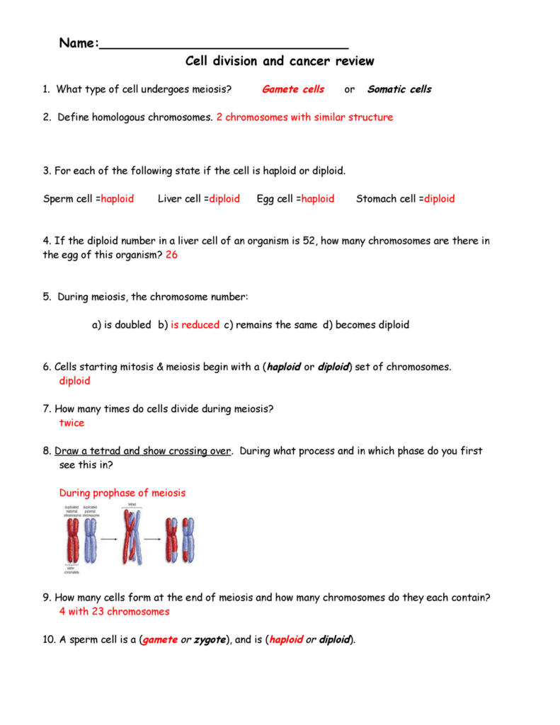 Cell Division And Cancer Review Sheet Answers Name 