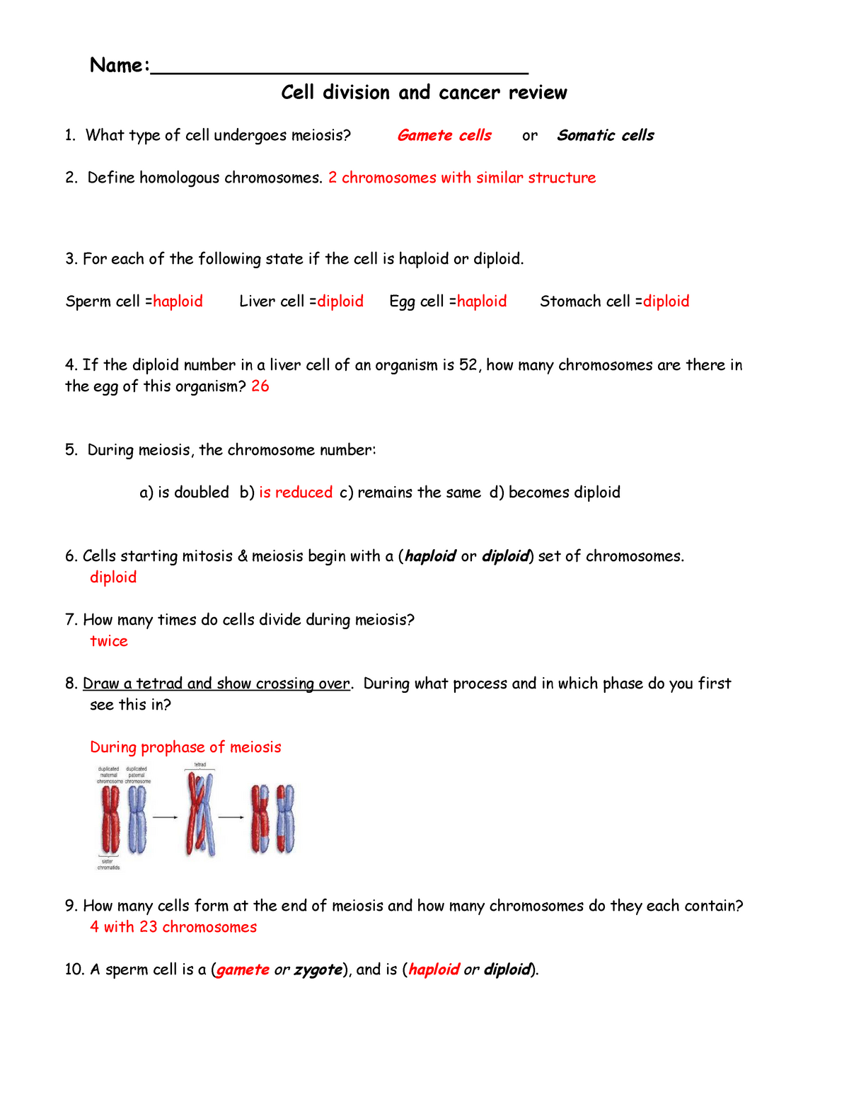 Cell Division And Cancer Review Sheet Answers Name