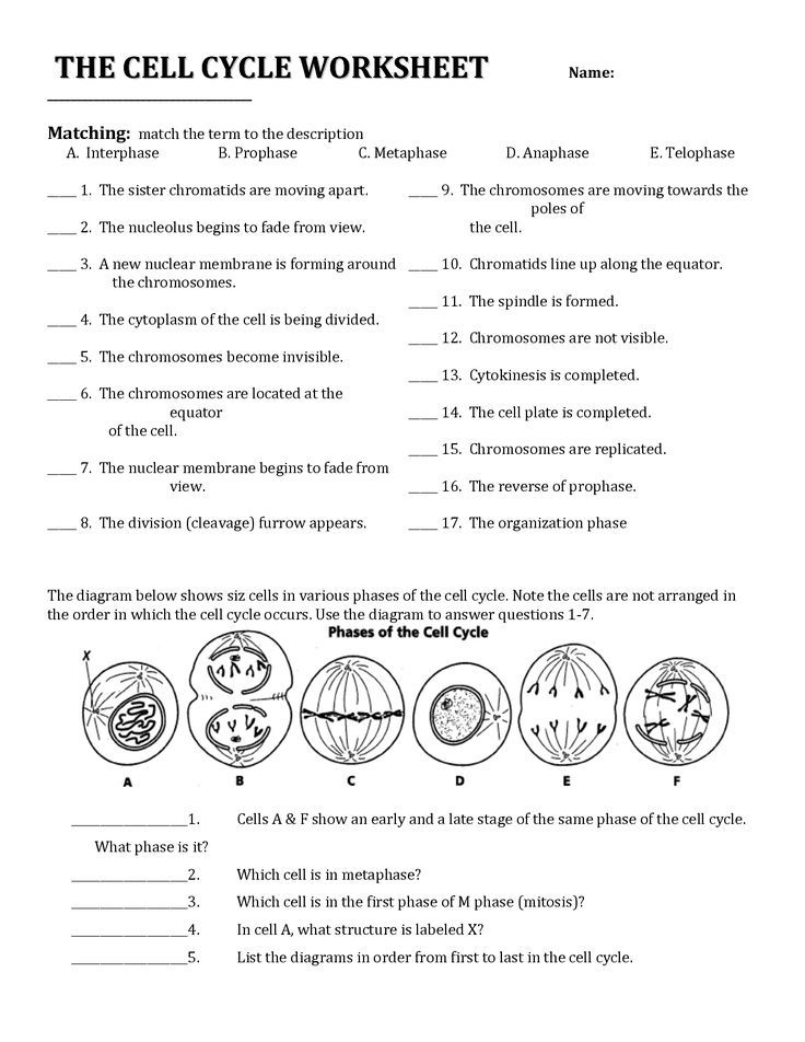 Cell Division And The Cell Cycle Worksheet Cell Division And The Cell 