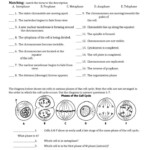 Cell Division And The Cell Cycle Worksheet Cell Division And The Cell