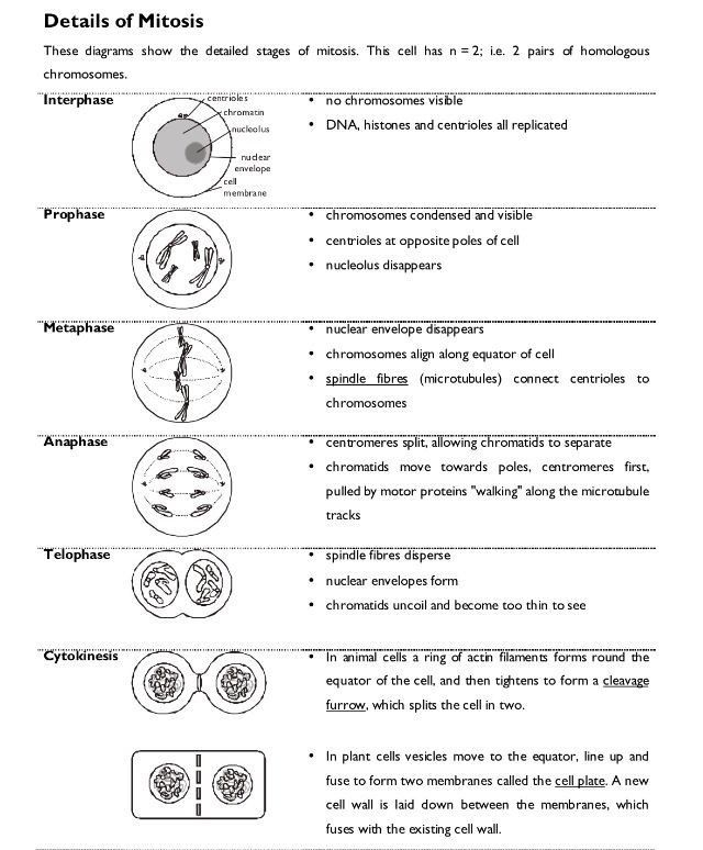  Cell Division Overview Worksheet Free Download Gambr co