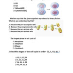 Cell Division Worksheet Answers