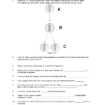 Cell Division Worksheet Answers