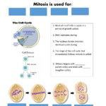 Cell Division Worksheet Answers