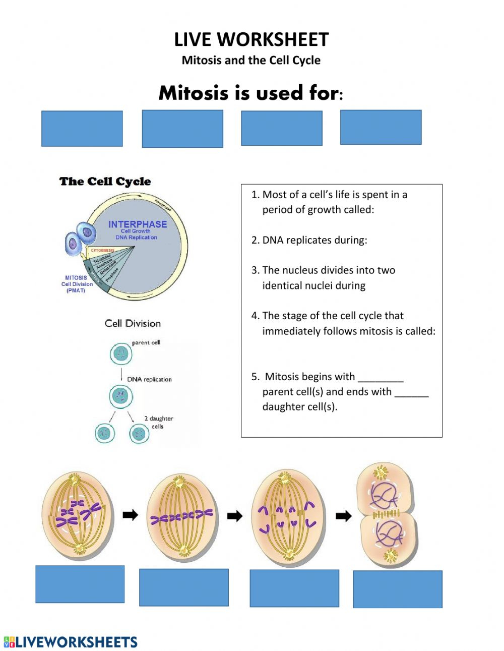 Cell Division Worksheet Answers