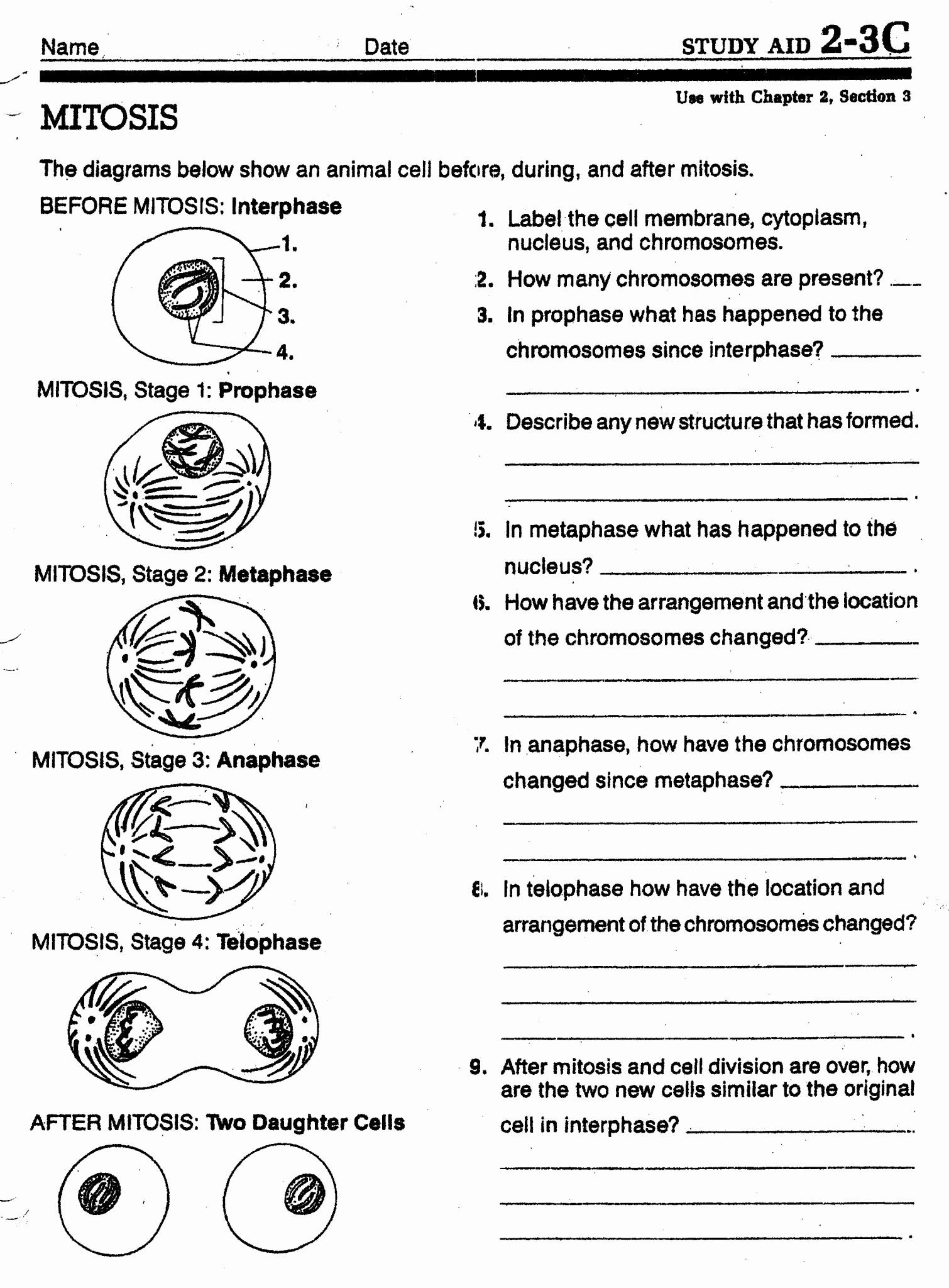 Cell Division Worksheet Answers Unique Meiosis Vs Mitosis Worksheet And Answers Biology 