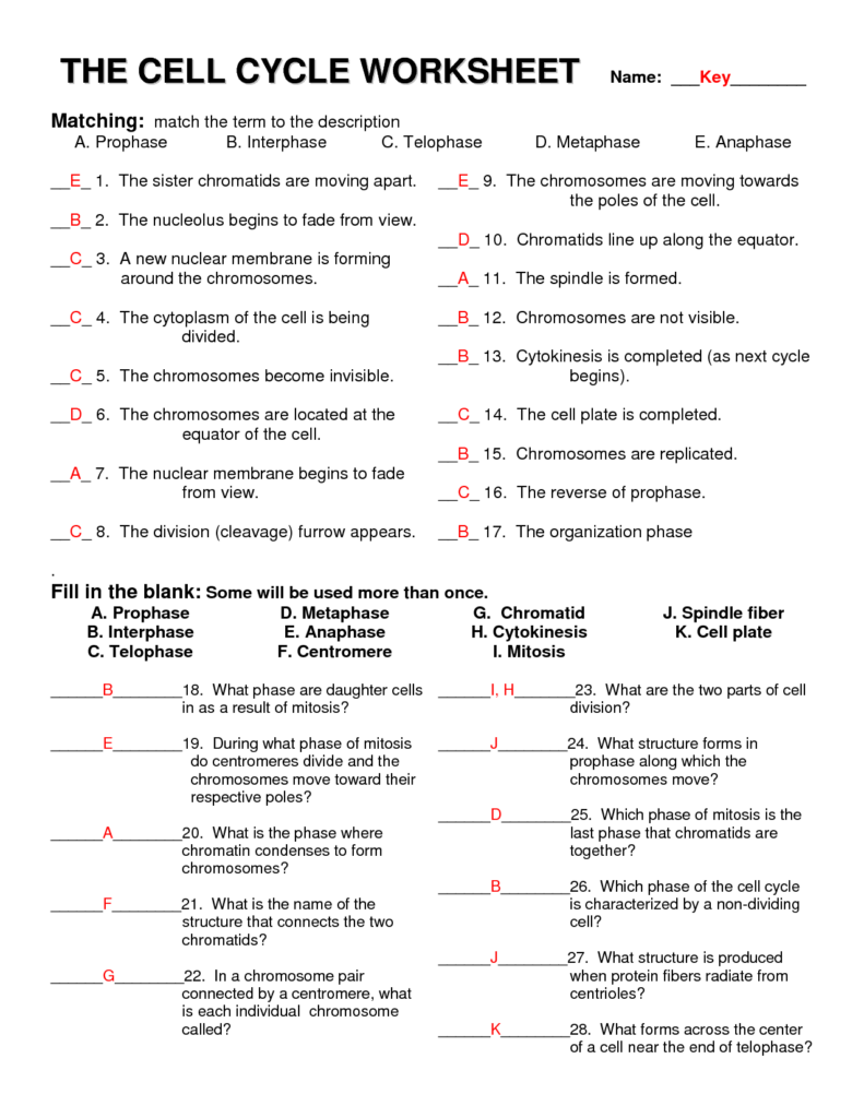 Cell Energy Cycle Gizmo Answer Pdf Discover Our Best Answer Key 