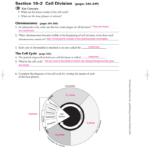 Cell Growth And Division Worksheet Answer Key