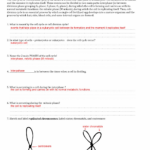 Cell Growth And Division Worksheet Answer Key