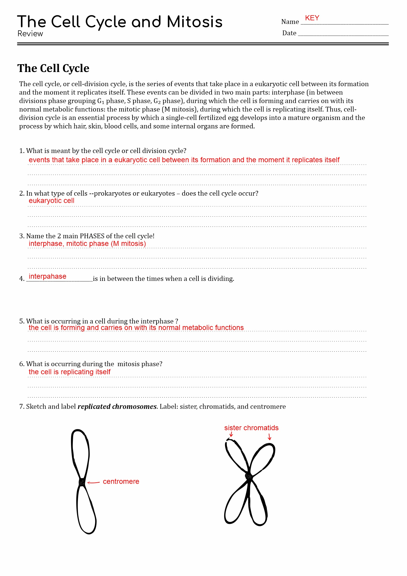 Cell Growth And Division Worksheet Answer Key