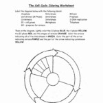 Cells Alive Cell Cycle Worksheet Answer Key Db excel