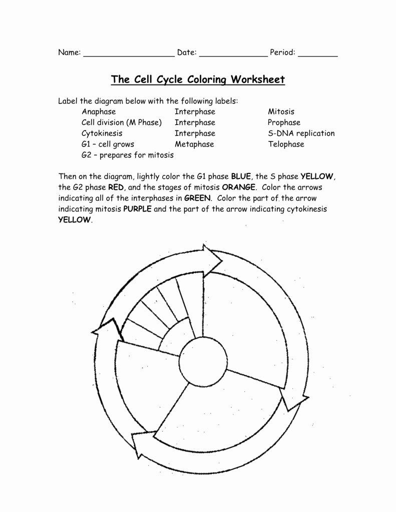 Cells Alive Cell Cycle Worksheet Answer Key Db excel