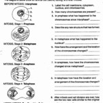 Meiosis And Mitosis Worksheet Printable Worksheet Template