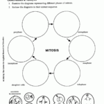 Mitosis Coloring Activity Answer Key