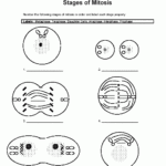 Mitosis gif 501 603 Science Worksheets Science Cells Teaching Biology