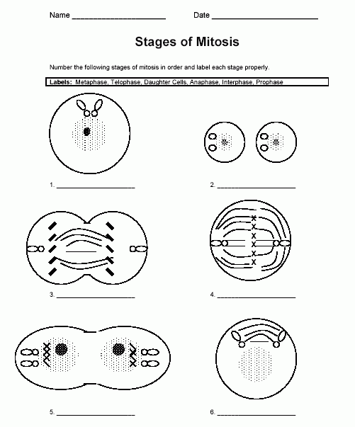 Mitosis gif 501 603 Science Worksheets Science Cells Teaching Biology