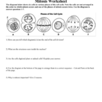 Mitosis Worksheet Answers Db excel