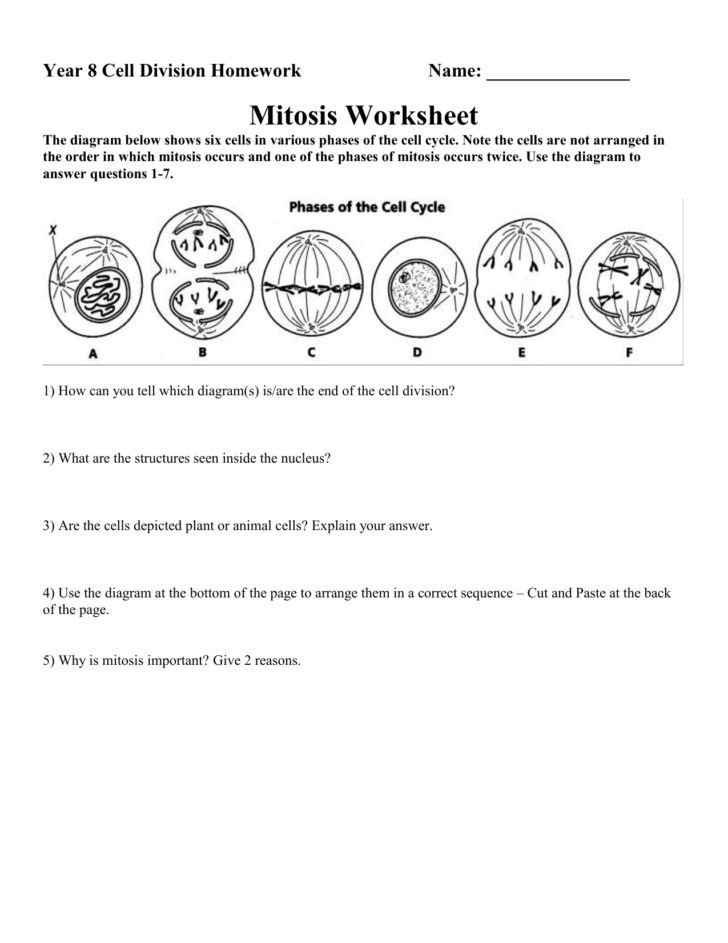 Mitosis Worksheet Answers Db excel