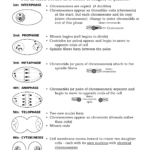 Mitotic Cell Division Worksheet Answer Key 174086 Free Worksheets Samples