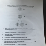 Solved 1 On Figure 12 1 Below Identify The Sister Chegg