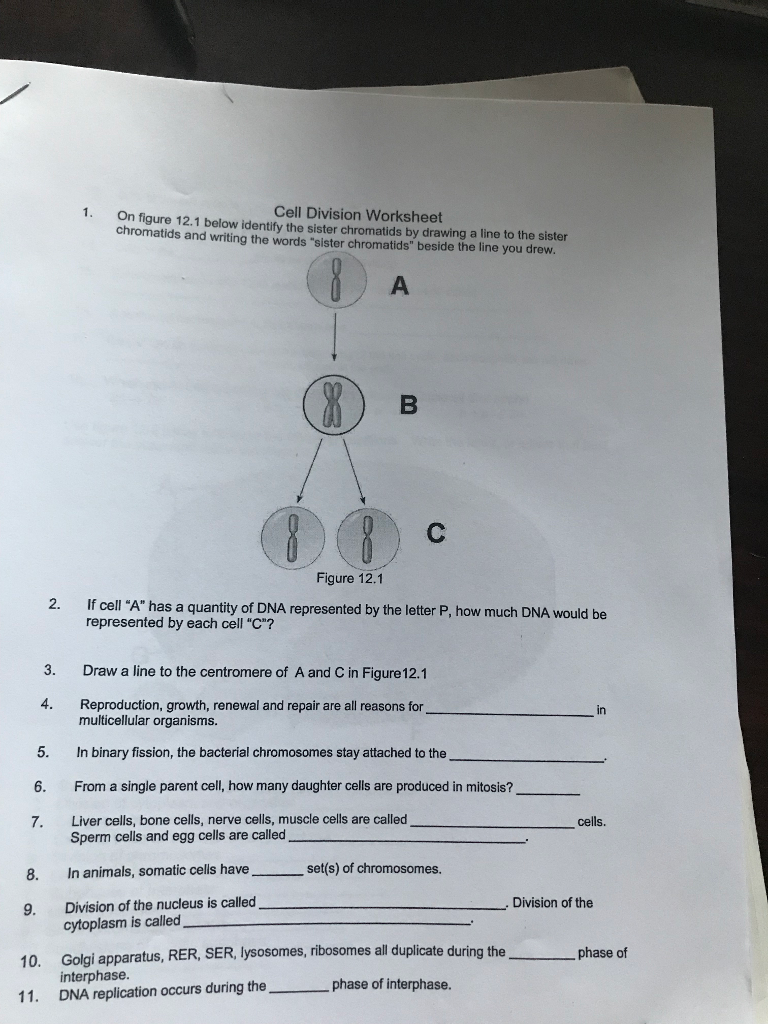 Solved 1 On Figure 12 1 Below Identify The Sister Chegg