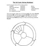 The Cell Cycle Coloring Worksheet