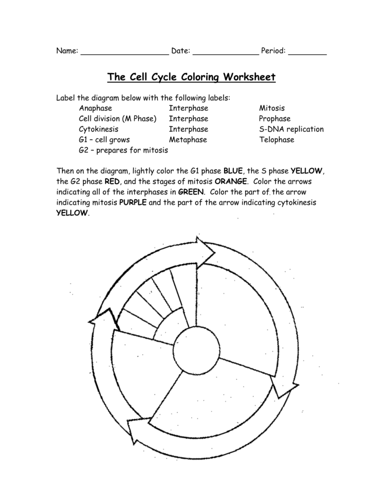 The Cell Cycle Coloring Worksheet