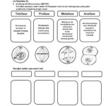 The Cell Cycle Worksheet