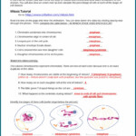 The Cell Cycle Worksheet Answer Key Tomas Blog